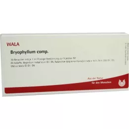 BRYOPHYLLUM COMP.Ampullen, 10X1 ml